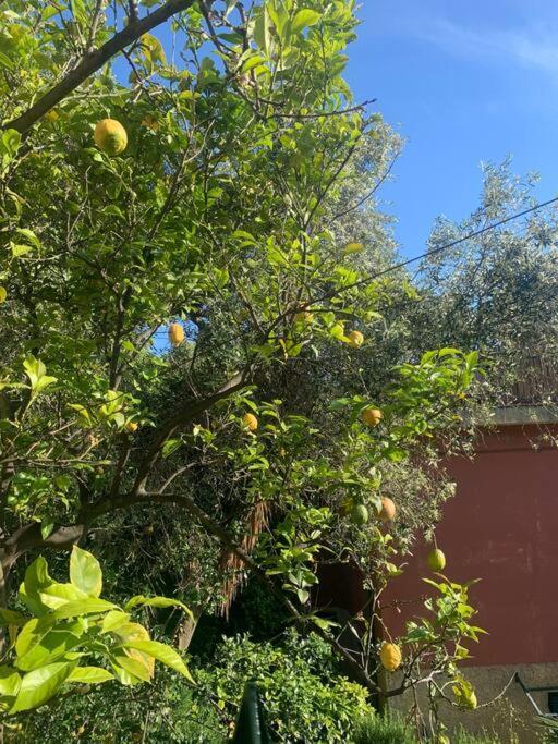 Cozy Beach House With Nice Garden, Basic Feel Διαμέρισμα Bonassola Εξωτερικό φωτογραφία